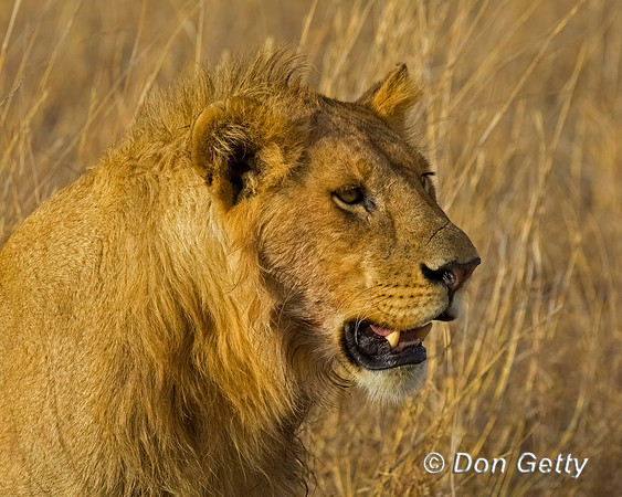Lion