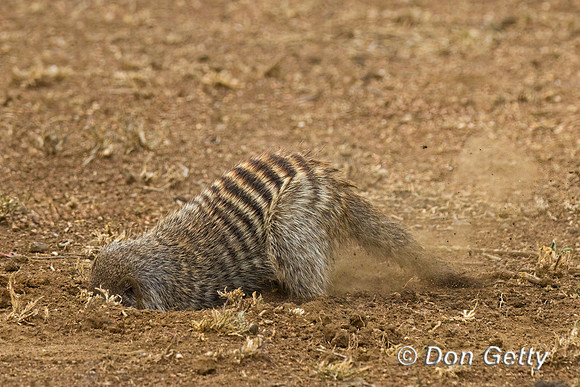 Banded Mongoose