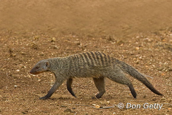 Banded Mongoose