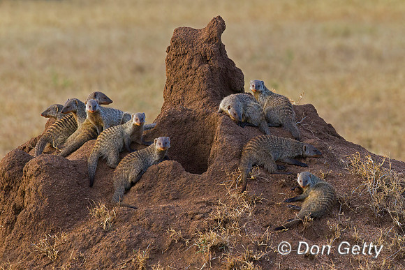 Banded Mongoose