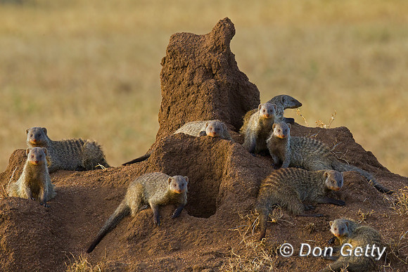 Banded Mongoose