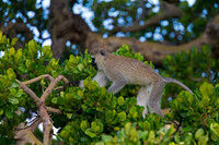 Vervet Monkey