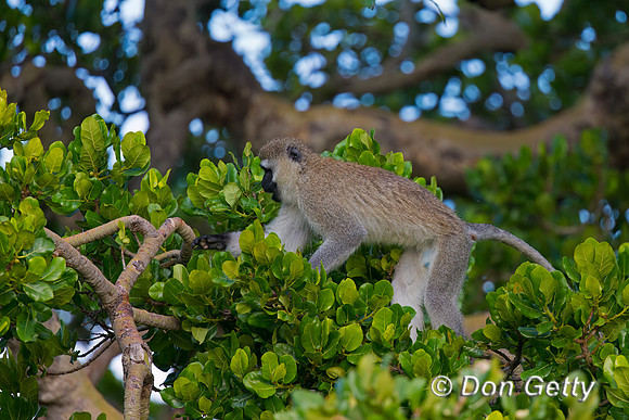 Vervet Monkey