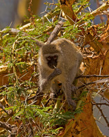 Vervet Monkey