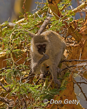 Vervet Monkey