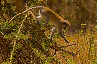 Vervet Monkey