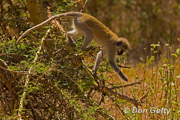 Vervet Monkey