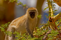 Vervet Monkey
