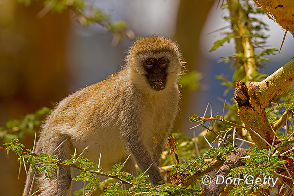 Vervet Monkey