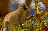 Vervet Monkey