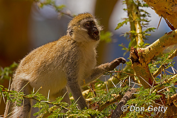 Vervet Monkey