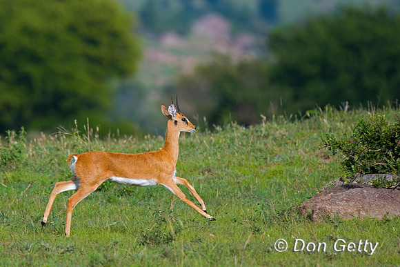 Oribi