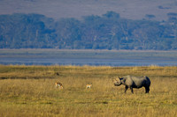 Black Rhinoceros