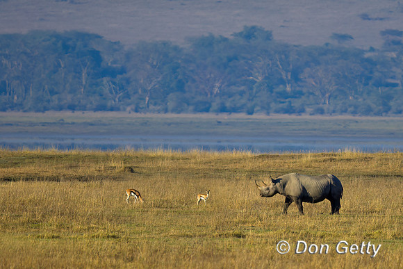 Black Rhinoceros