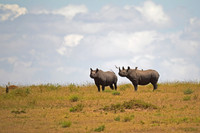 Black Rhinoceros,