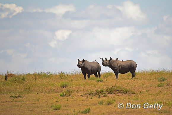 Black Rhinoceros,