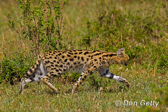 Serval