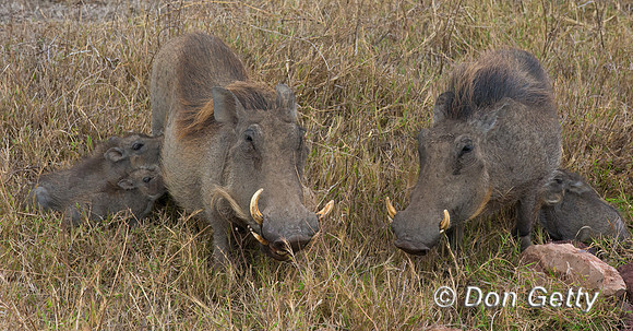 Warthog