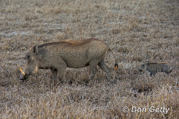 Warthog