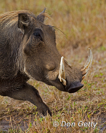 Warthog