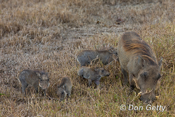 Warthog