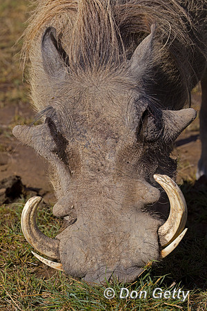 Warthog