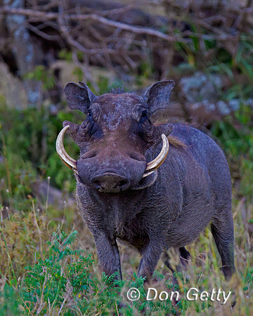 Warthog