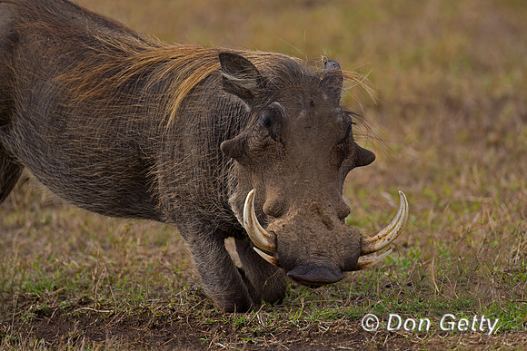 Warthog