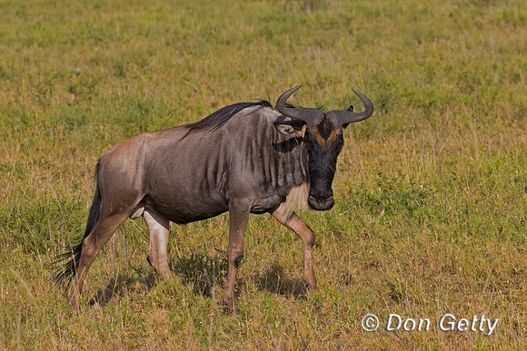 Wildebeest