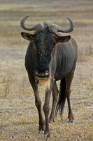 Wildebeest