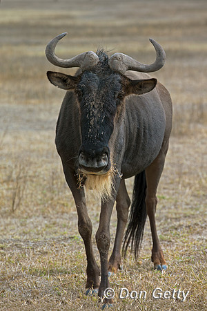 Wildebeest