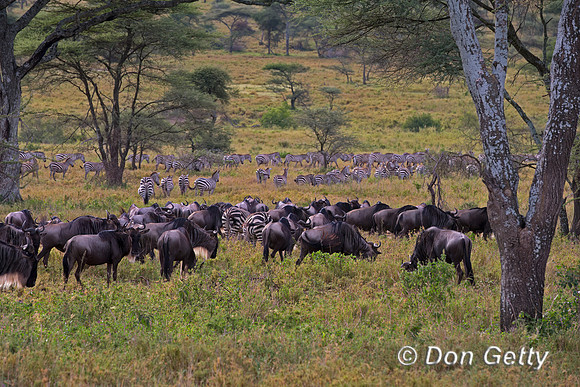 Wildebeest
