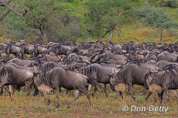 Wildebeest