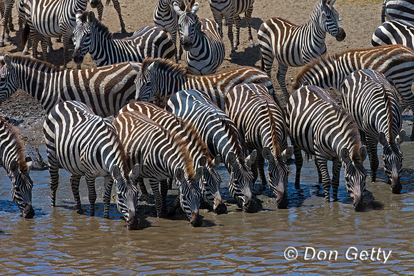 Plains Zebra