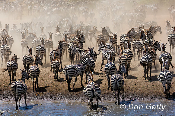 Plains Zebra