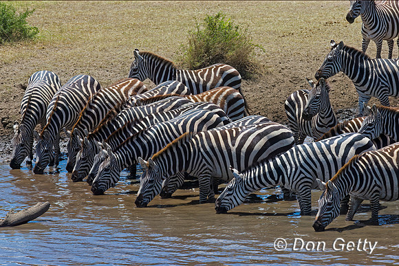 Plains Zebra