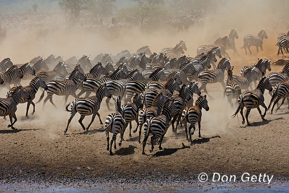 Plains Zebra