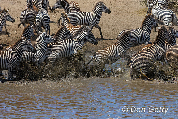 Plains Zebra
