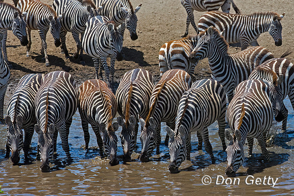 Plains Zebra