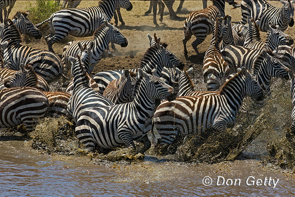 Plains Zebra