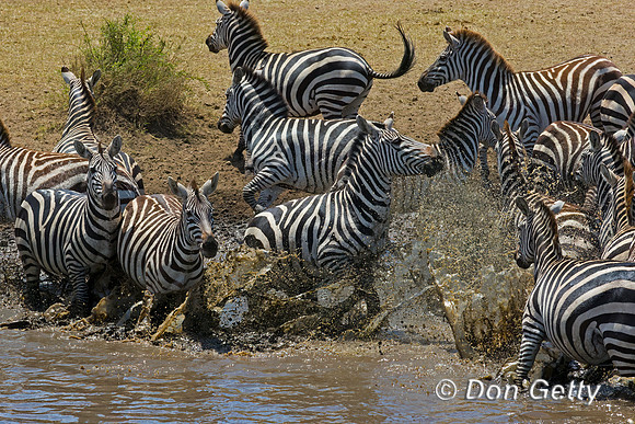 Plains Zebra