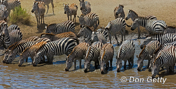 Plains Zebra