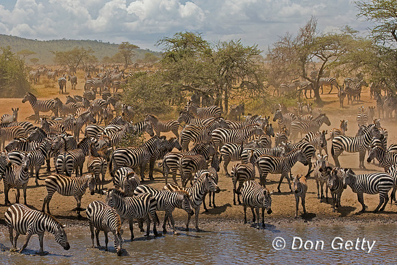 Plains Zebra