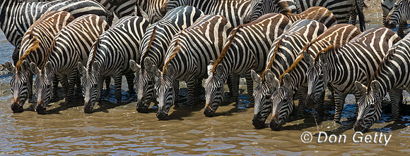Plains Zebra