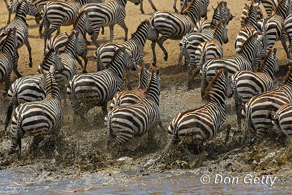 Plains Zebra