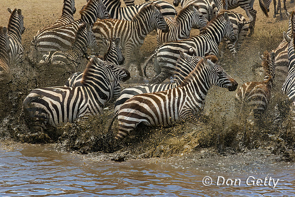 Plains Zebra