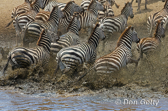 Plains Zebra