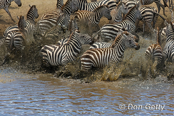 Plains Zebra