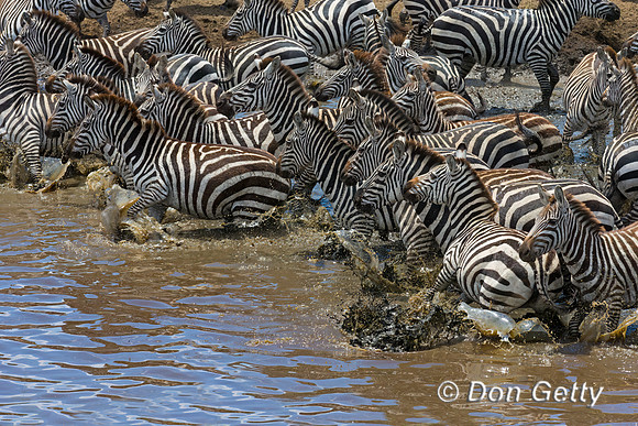 Plains Zebra