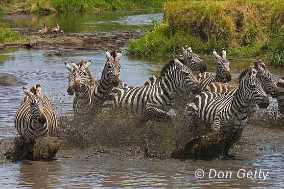 Plains Zebra